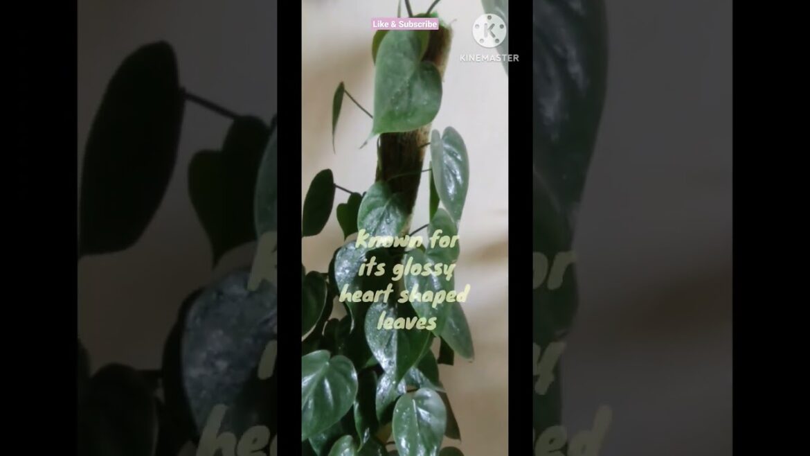 Philodendron oxicardium green@Rooted Greens|Plant Care & tips| # shorts #house plants #short videos Philodendron oxicardium green@Rooted Greens|Plant Care & tips| # shorts #house plants #short videos