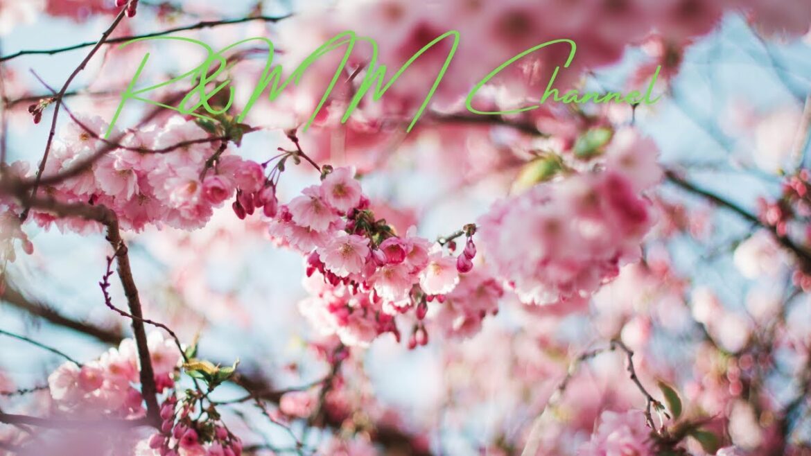 Zen Garden: Japanese Music for Stress Relief and Inner Peace