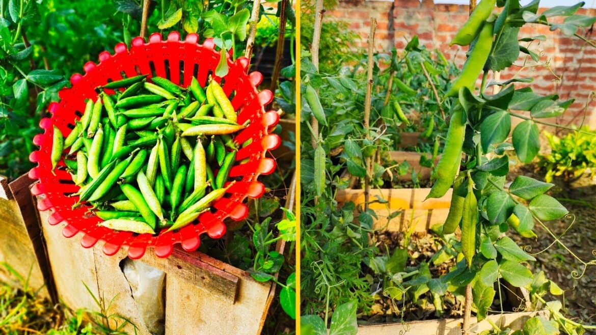 Recycled Fruit Crate Are Used To Grow Pea At Home||Learn Container Gardening Recycled Fruit Crate Are Used To Grow Pea At Home||Learn Container Gardening