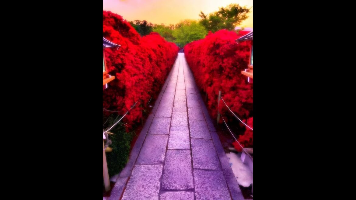 【Japanese Landscape】#shorts #Japan #Scenery #shrine #temple