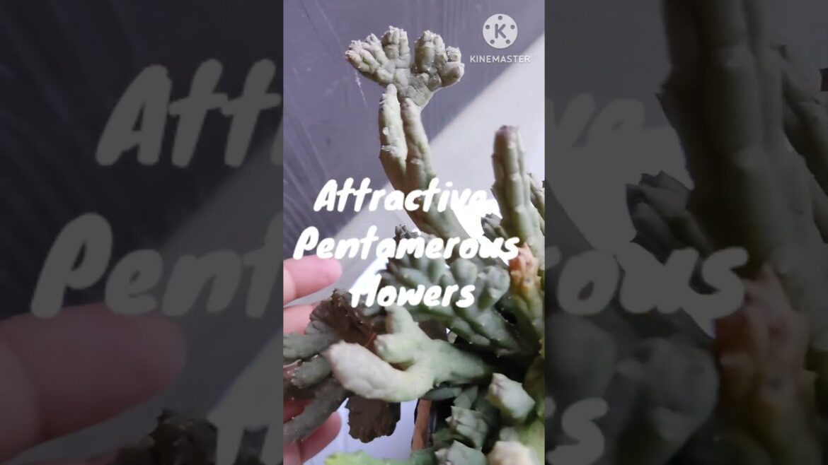 Stapelia@Rooted Greens |About Stepalia| # shorts #how to # house plants #indoor plants #decor Stapelia@Rooted Greens |About Stepalia| # shorts #how to # house plants #indoor plants #decor
