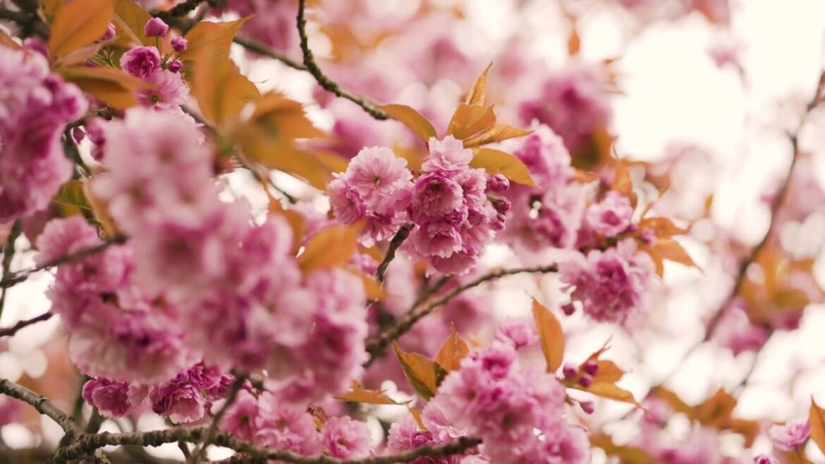 Despite the gardener’s best intentions, Nature will improvise. #syednadeemmedia #flowers #viral