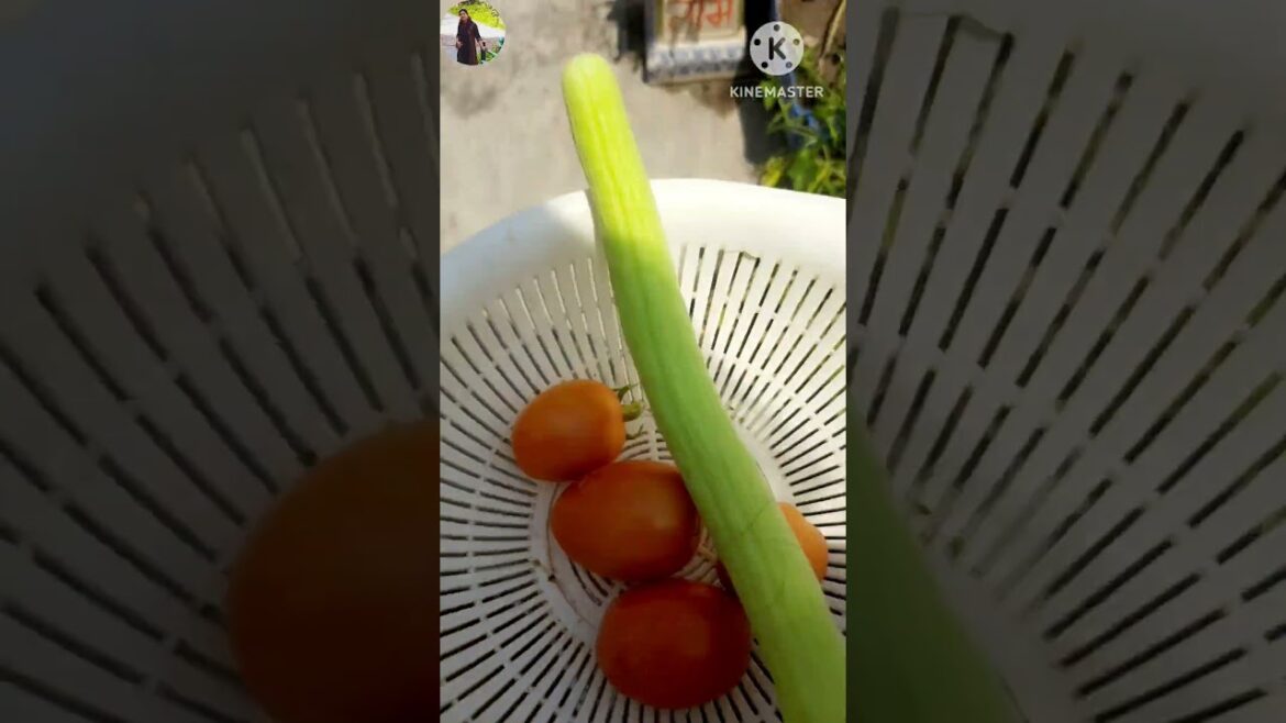 ककड़ी और टमाटर छोटे से कन्टेनर मे उगाए 😍#harvesting #gardening #gardeninglife #mygarden #shorts
