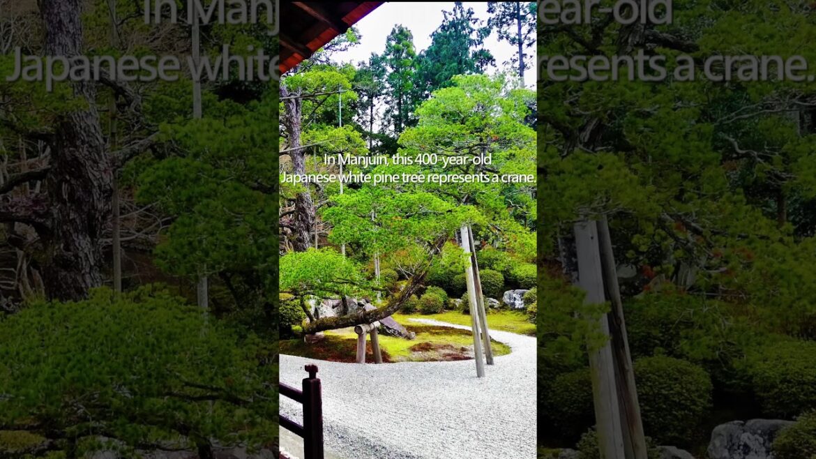 Japanese garden w/ Pine trees over 400 years old|White sand representing the beautiful flow of water
