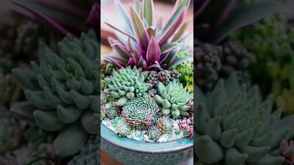 Succulents #shorts #viral #succulents Succulents #shorts #viral #succulents