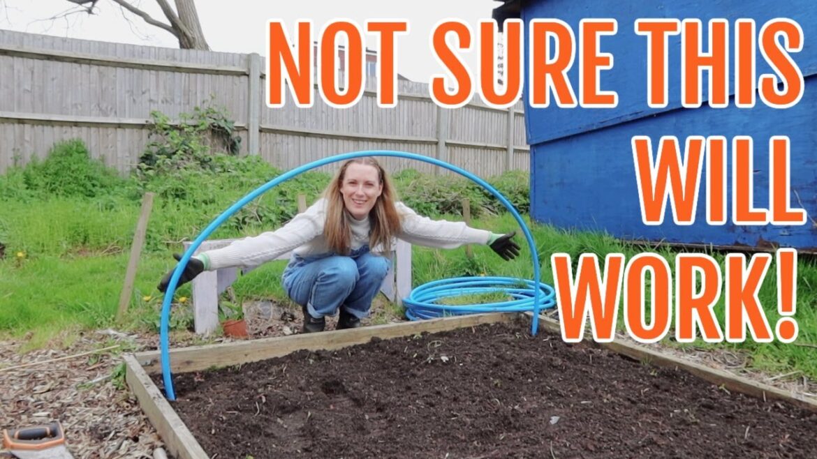 NOT SURE THIS WILL WORK?! / APRIL 2023 / EMMA’S ALLOTMENT DIARIES NOT SURE THIS WILL WORK?! / APRIL 2023 / EMMA'S ALLOTMENT DIARIES