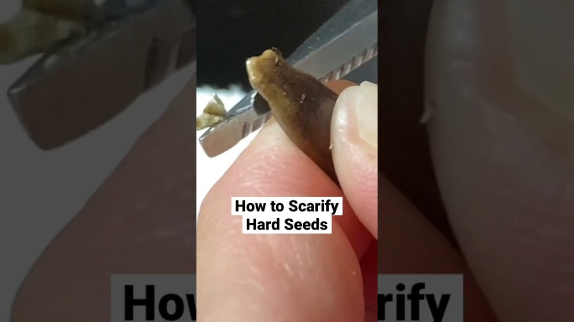 Fast#germinatingseeds #seedgermination #gardentime #gardeningtips #gardeningideas #gardener #short