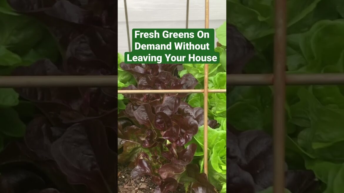Fresh Greens On Demand Without Leaving Your House #gardening #patiogarden #shorts