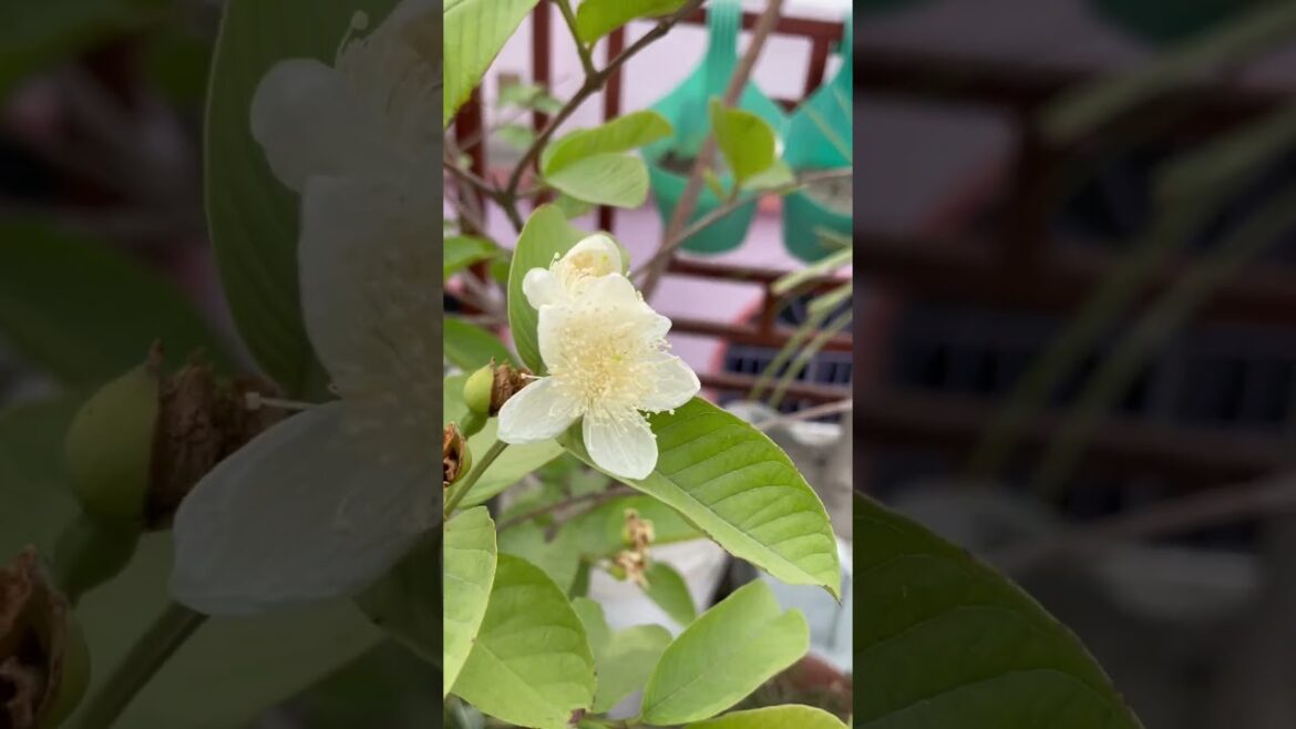 #guava #gardening Guava plant in container