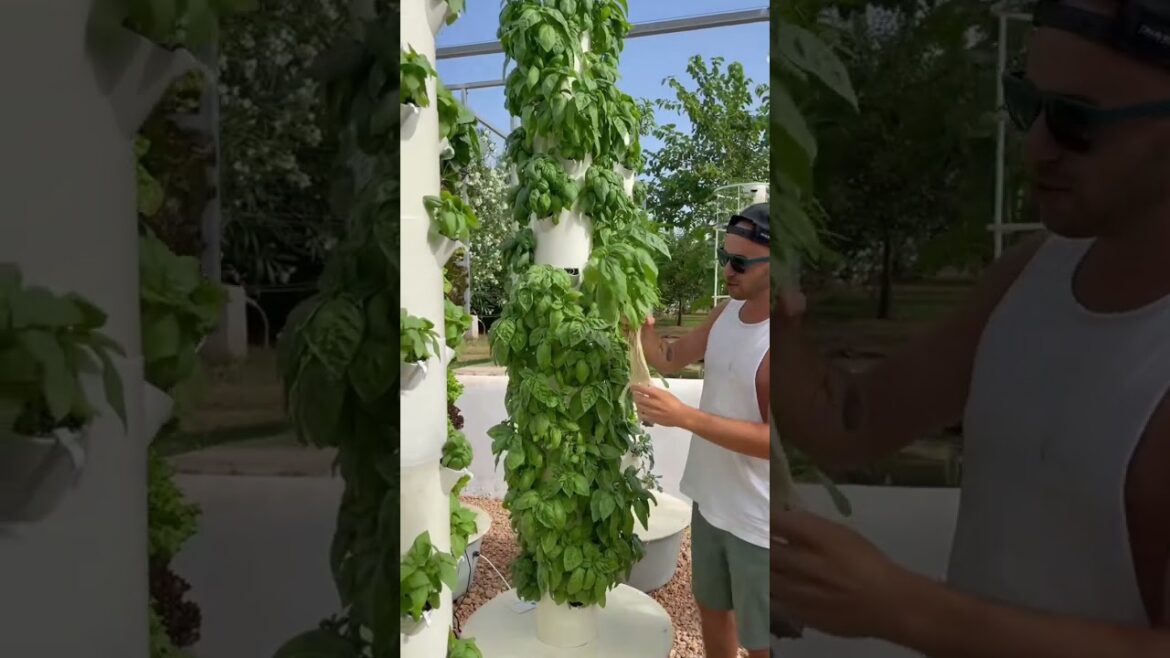 6 weeks growth of basil on an aeroponic tower #towergarden #diyverticalgarden
