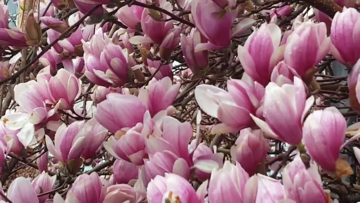 A garden is a grand teacher It teaches industry and thrift and above all it teaches entire trust. A garden is a grand teacher It teaches industry and thrift and above all it teaches entire trust.