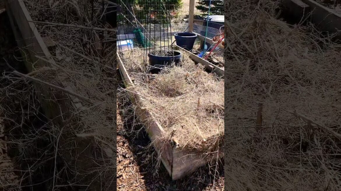 HOW TO- Clean Off Asparagus Bed #garden #gardening HOW TO- Clean Off Asparagus Bed #garden #gardening