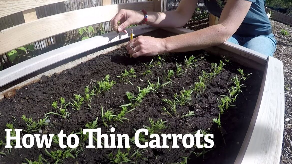 How to Thin Carrots