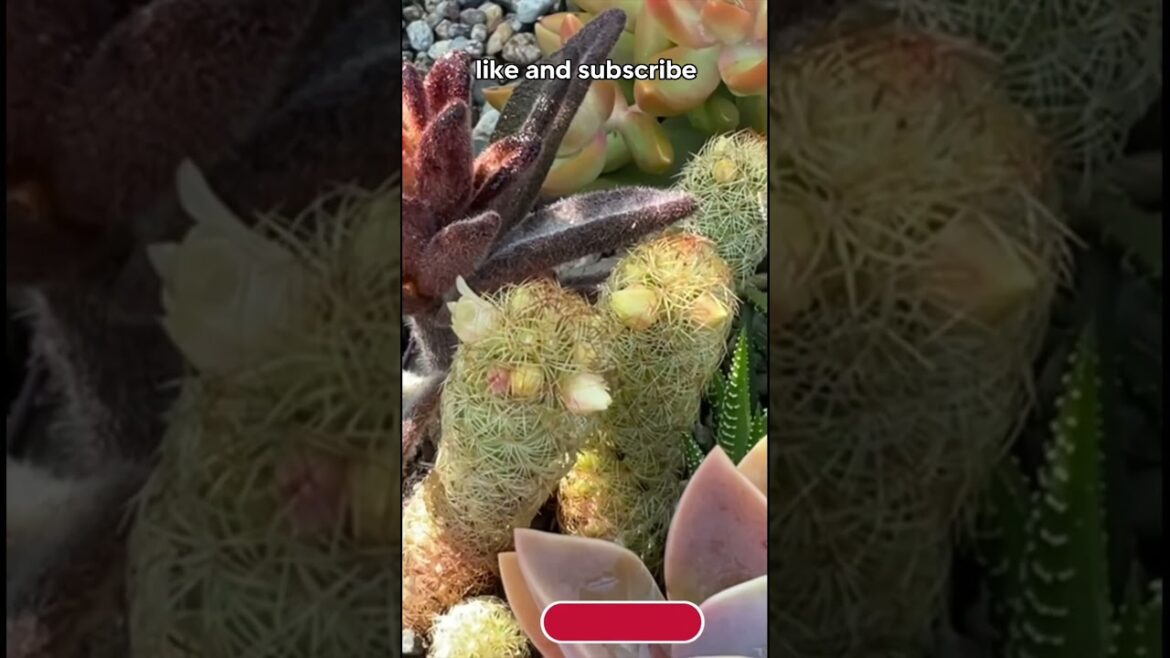 Cactus And Succulents Blooms In My Garden#design#cactus#DIY