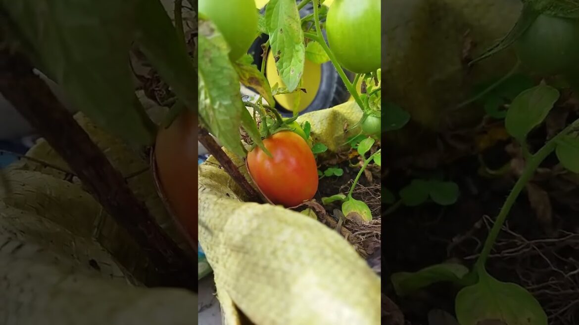 Reuse of cement bag to grow tomatoes at home | Terrace kitchen gardening