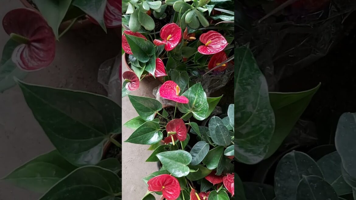 TERRACE GARDEN ! PLANT CARE ! GARDEN DESIGN ! BEAUTY OF GARDEN ! ORGANIC GARDENING ! K5 ! K FIVE 60