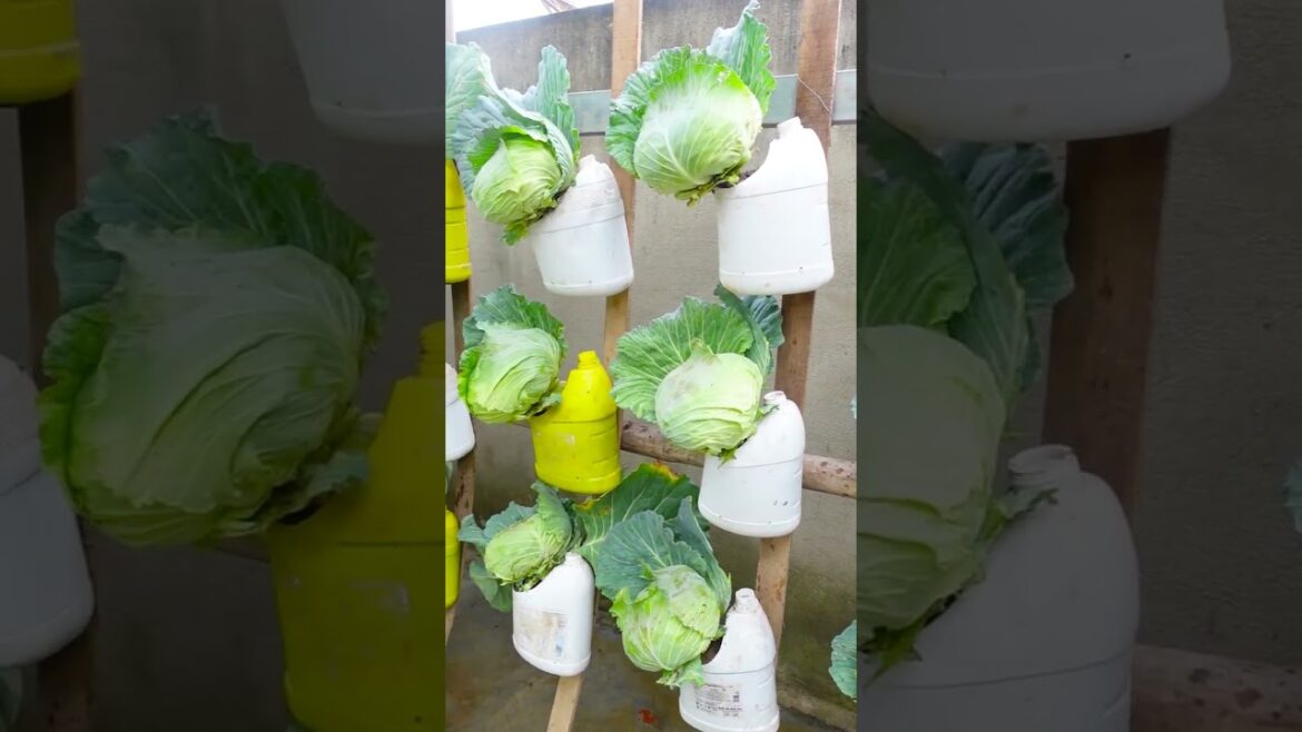 Recycle plastic waste into a one of a kind Cabbage garden, so wonderful and beautiful