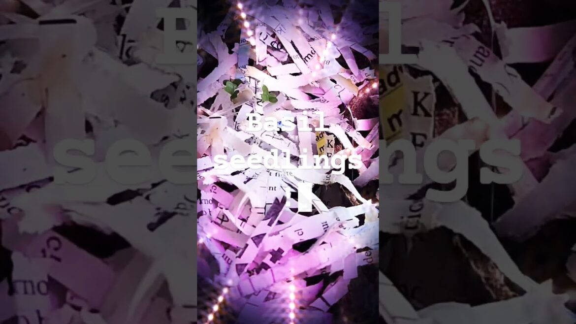 First Signs of Life: Basil Seedlings Sprout First Signs of Life: Basil Seedlings Sprout