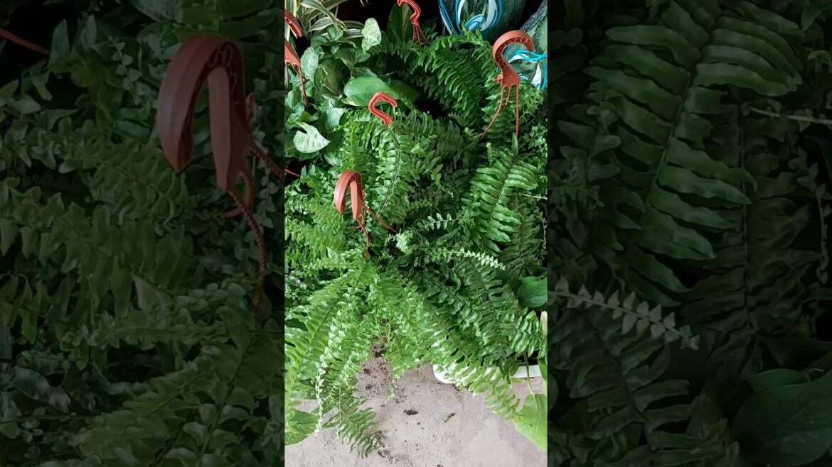 GREENARY ! TERRACE GARDEN ! GRASS ! PLANT CARE ! GARDEN DESIGN ! ORGANIC GARDENING ! K5 ! K FIVE 62