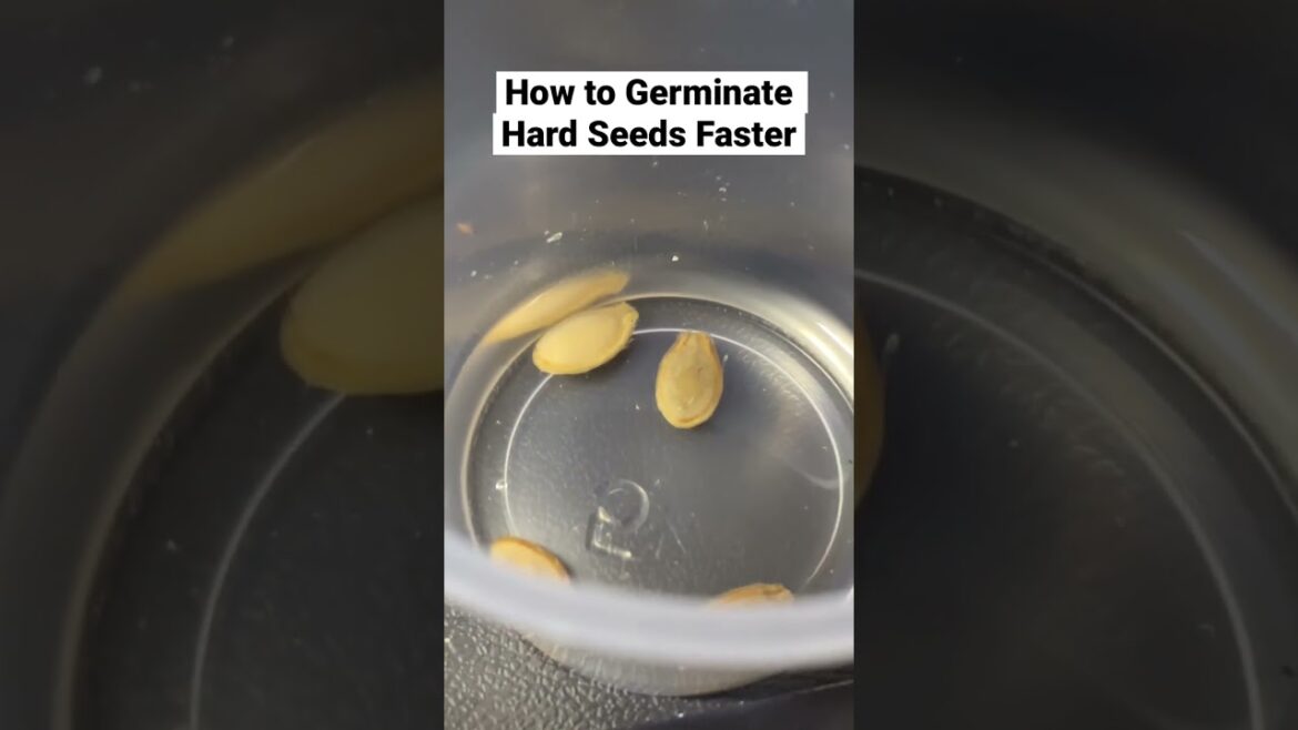 Soaking seeds #peatpellets #gardeningtips #gardeningproducts#gardening #seedlingtrays #seedsowing