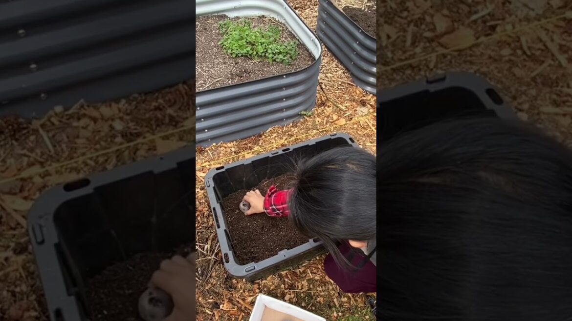 No need a garden - plant potatoes in containers #pnwgardening