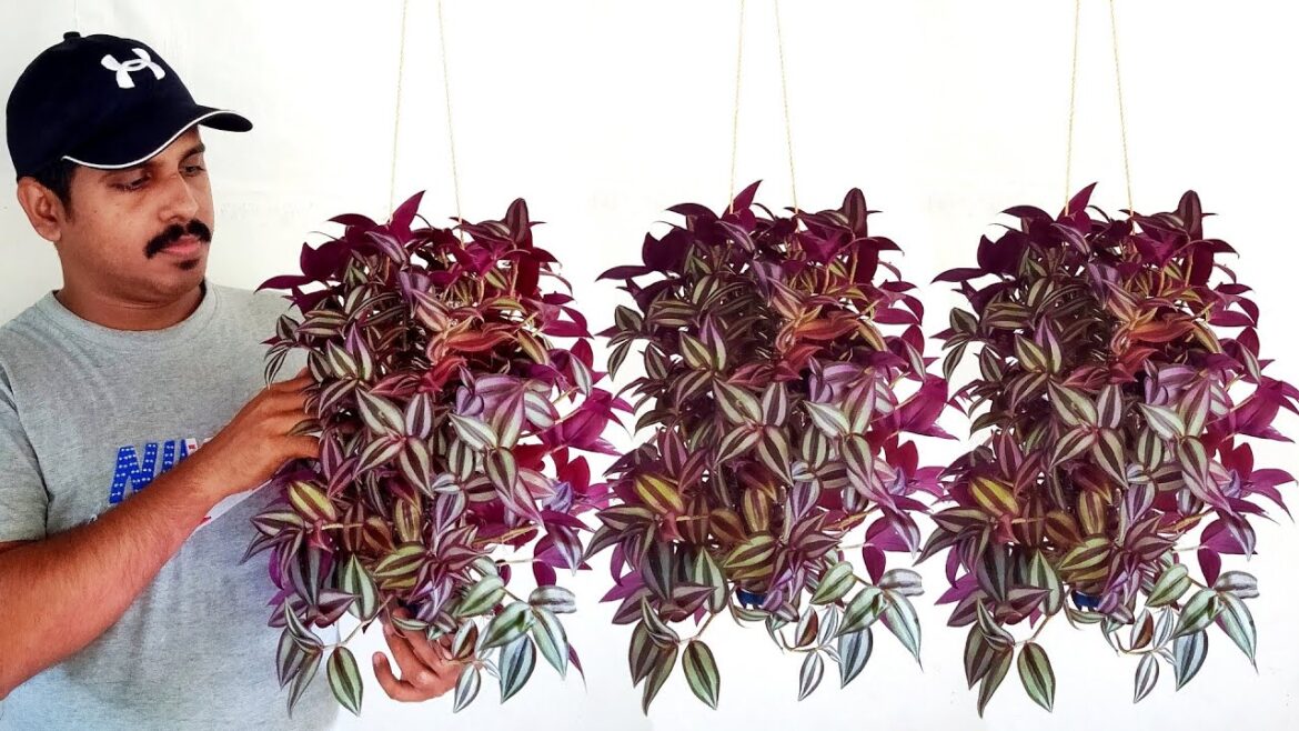 Hanging plant ideas/Plastic bottle garden ideas / hanging decoration ideas / hanging plants