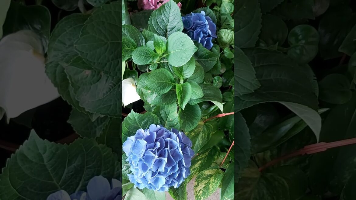 BLUE ROSE ! BLUE FLOWER! TERRACE PLANT ! PLANT ! GARDEN DESIGN ! ORGANIC GARDENING ! K5 ! K FIVE 61