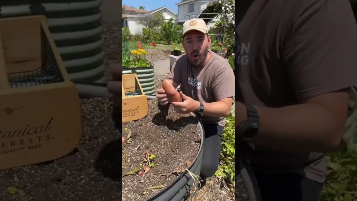 My most surprising potato harvest...