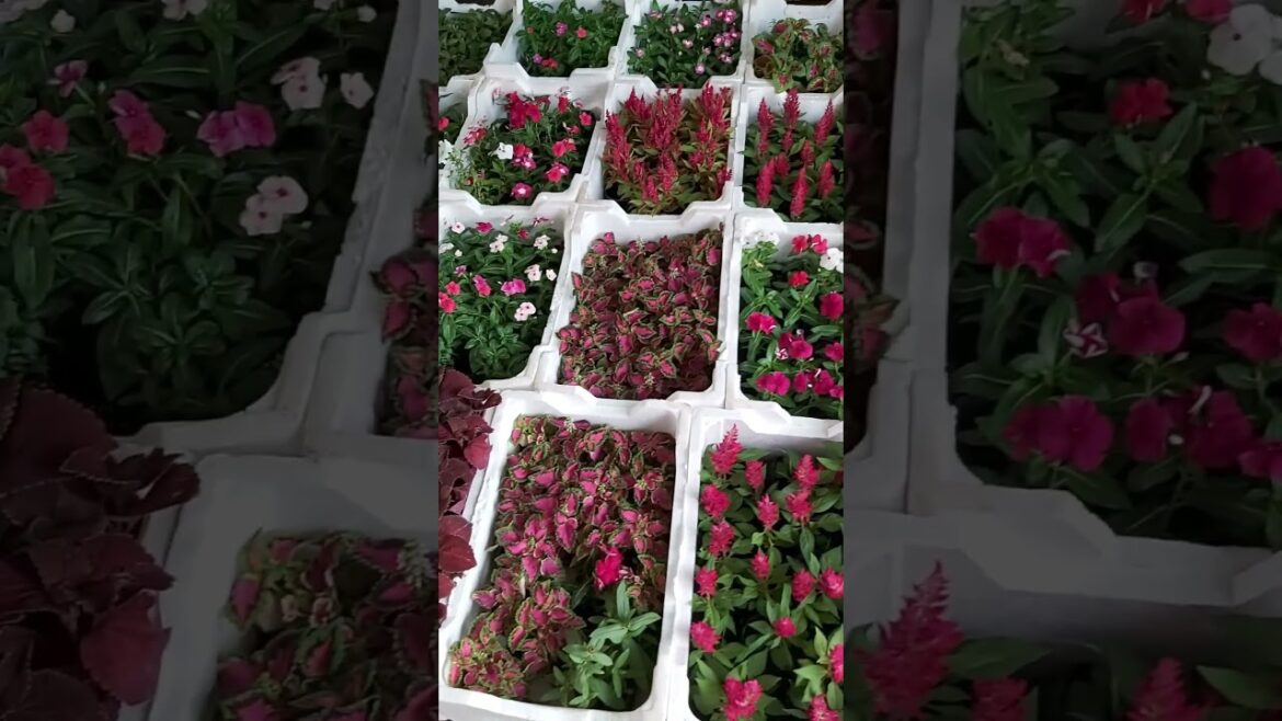 CONTAINER GARDENING! TERRACE GARDEN ! PLANT CARE ! GARDEN DESIGN ! ORGANIC GARDENING ! K5 K FIVE 63