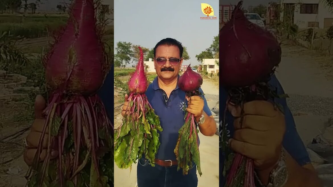 अब तक का सबसे बड़ा चुकुन्दर #shorts #beetroot #chukandar #organicfarming #foodforest #organicfood