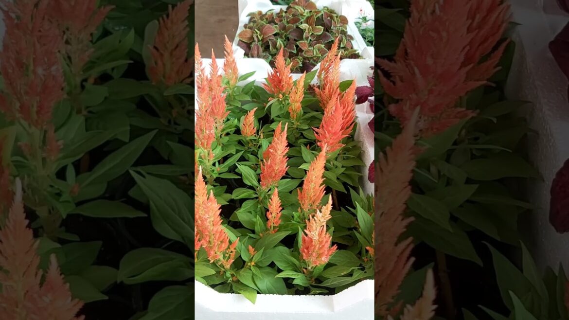 CONTAINER GARDENING! TERRACE GARDENING ! PLANT CARE GARDEN DESIGN ! ORGANIC GARDENING ! K5 K FIVE 64