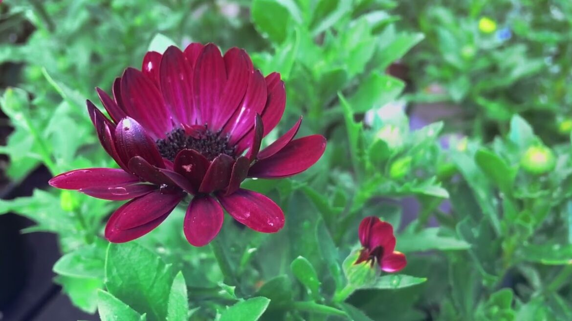 Do your thoughts continue and repeat a cycle, Seed, growth, bloom, and seed again. #syednadeemmedia Do your thoughts continue and repeat a cycle, Seed, growth, bloom, and seed again. #syednadeemmedia