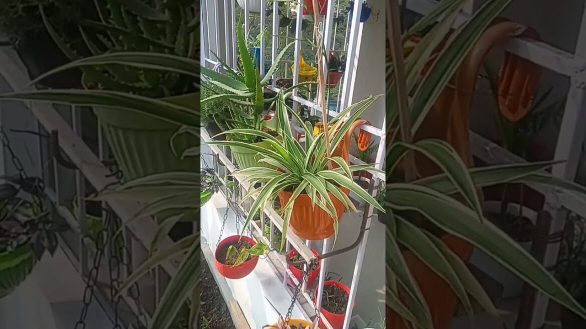 #photography #flowers #trending #viral #trend #ytshorts #shortvideo #shorts  #youtubeshorts