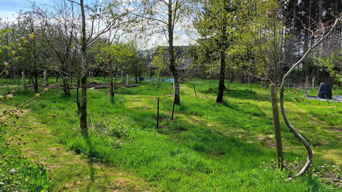 Sharon's Food Forest - April walkabout