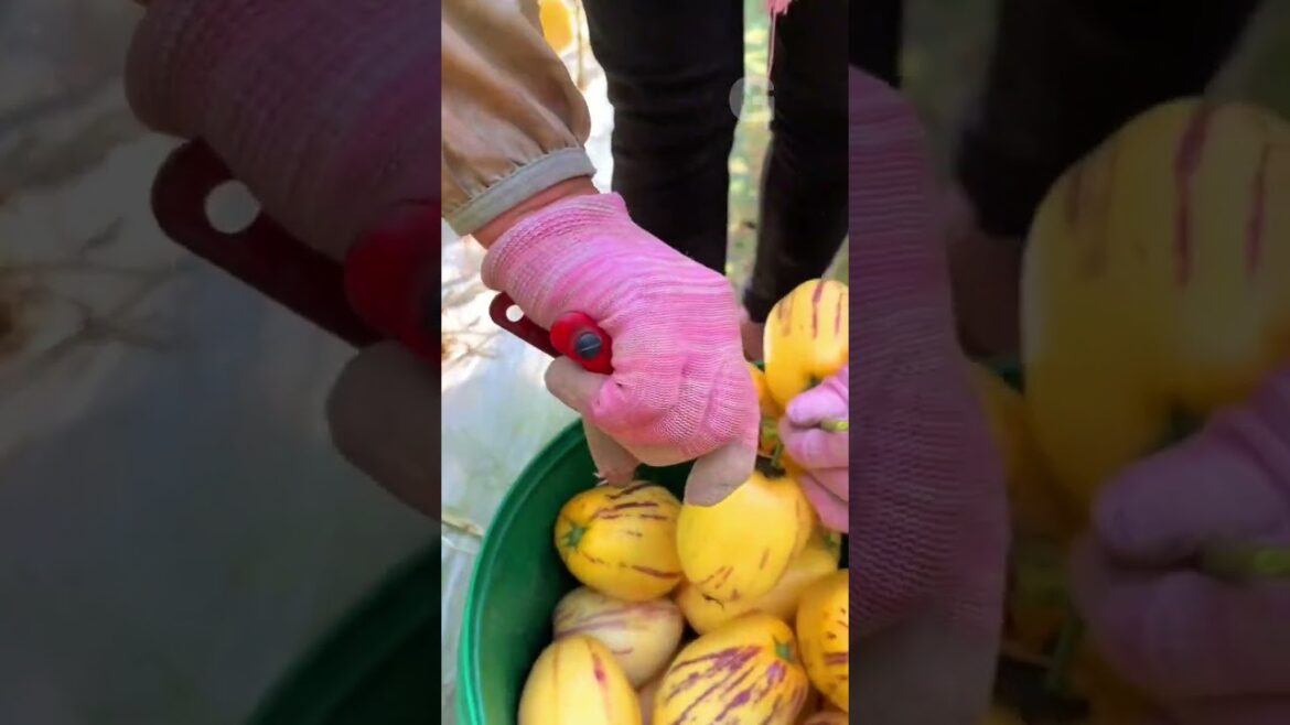 Harvest Pepinos fruit #harvesting #fruit G4630