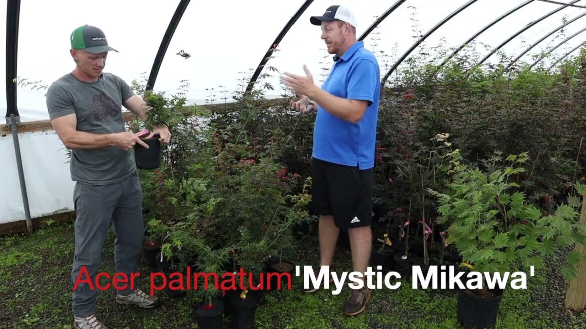 Acer palmatum ‘Catalina yatsubusa’ & ‘Mystic Mikawa’ | Dwarf Japanese Maples | MrMaple Clips Acer palmatum 'Catalina yatsubusa' & 'Mystic Mikawa' | Dwarf Japanese Maples | MrMaple Clips