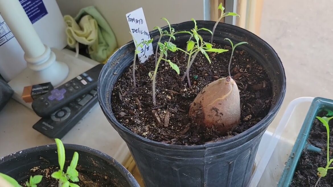 More Garden Tips & Hints & Trivia, March 27, 2023