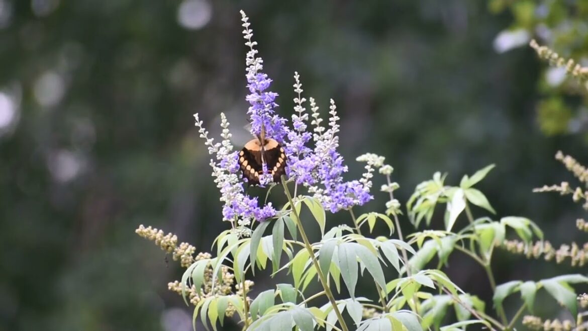 Bloom where you are planted and sow where you are fed. #syednadeemmedia #trending #flowers #viral
