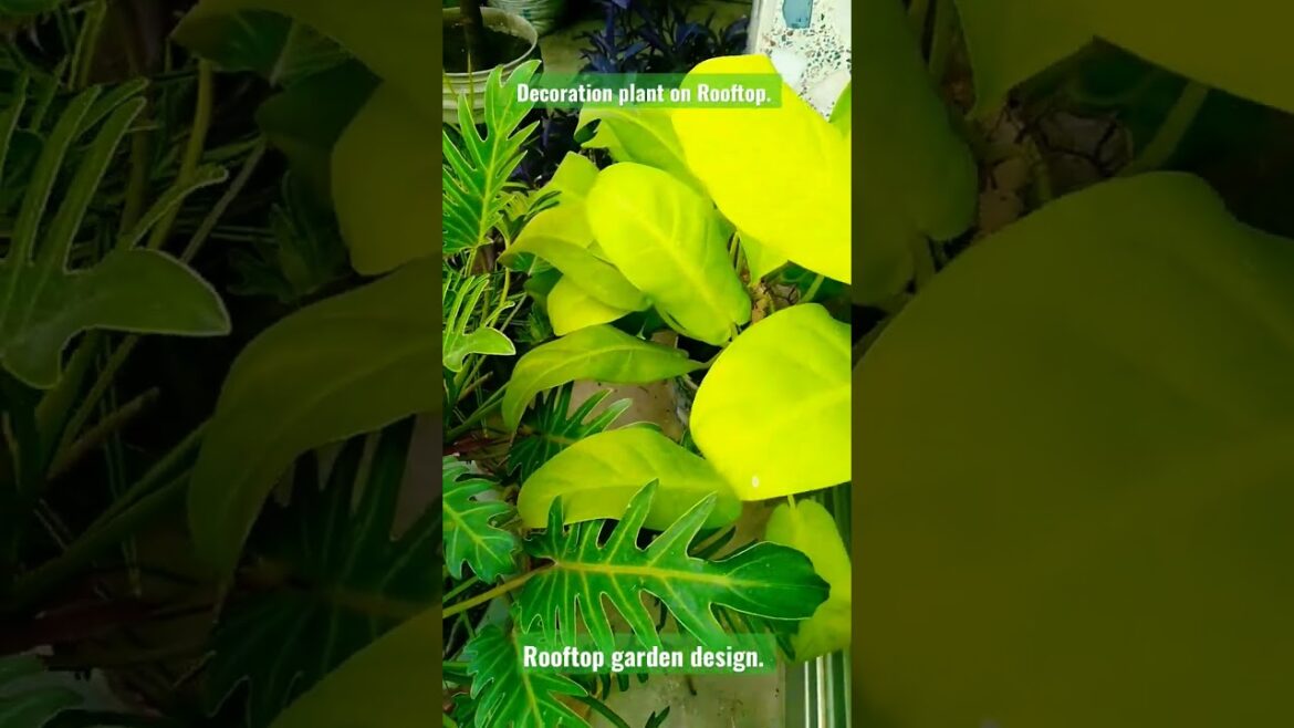 Decoration plant. Rooftop garden design. Designers idea. #decoration #design #shorts #short #viral Decoration plant. Rooftop garden design. Designers idea. #decoration #design #shorts #short #viral