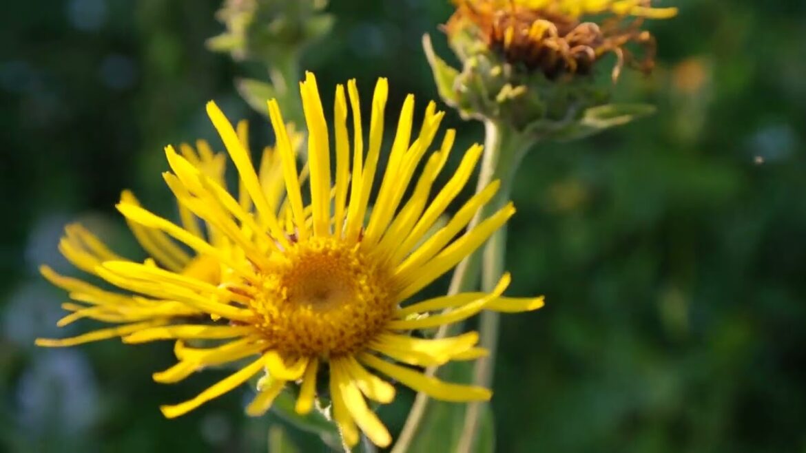 Always grow yourself like a flower to serve someone. #syednadeemmedia #stockvideo #trending #viral