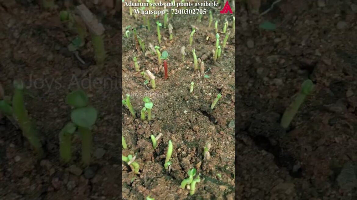 Adenium seeds | Adenium buy online | Buy Cheapest adenium plants online | Whatsapp : 7200302705 Adenium seeds | Adenium buy online | Buy Cheapest adenium plants online | Whatsapp : 7200302705