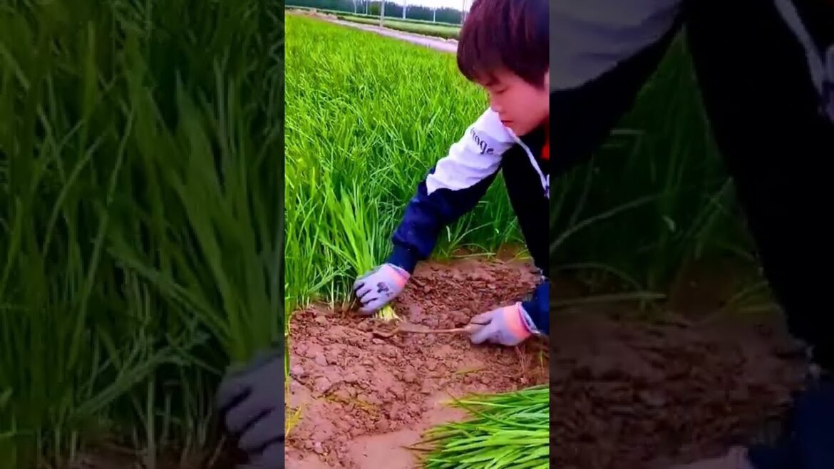 Satisfying gardening vegetables videos