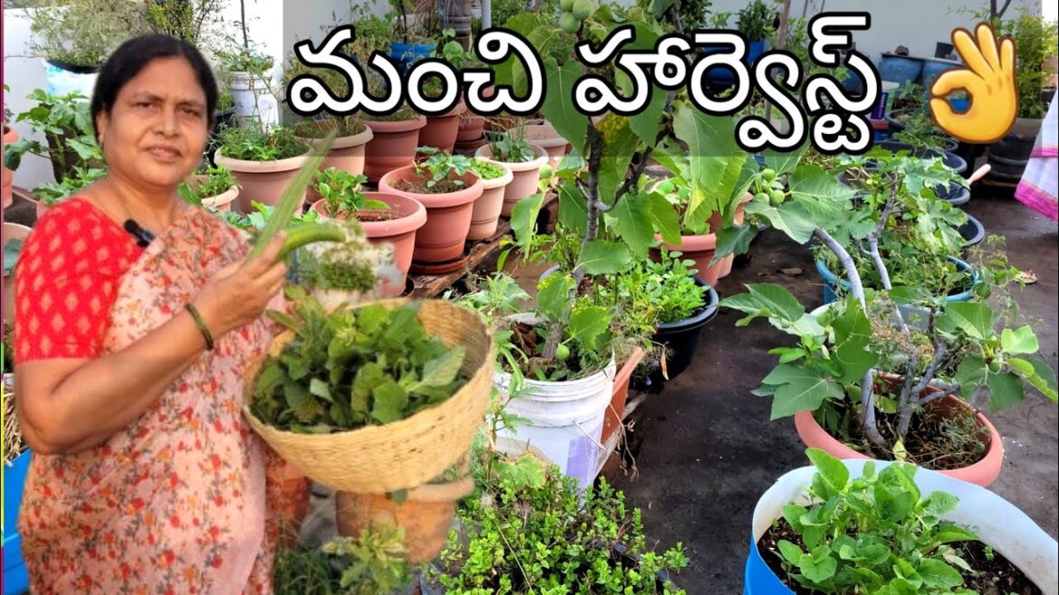 ఈరోజు అన్నీ సంతోషాలే🤩 మంచి హార్వెస్ట్ 👌| today's harvest||gardening tips||terrace gardening