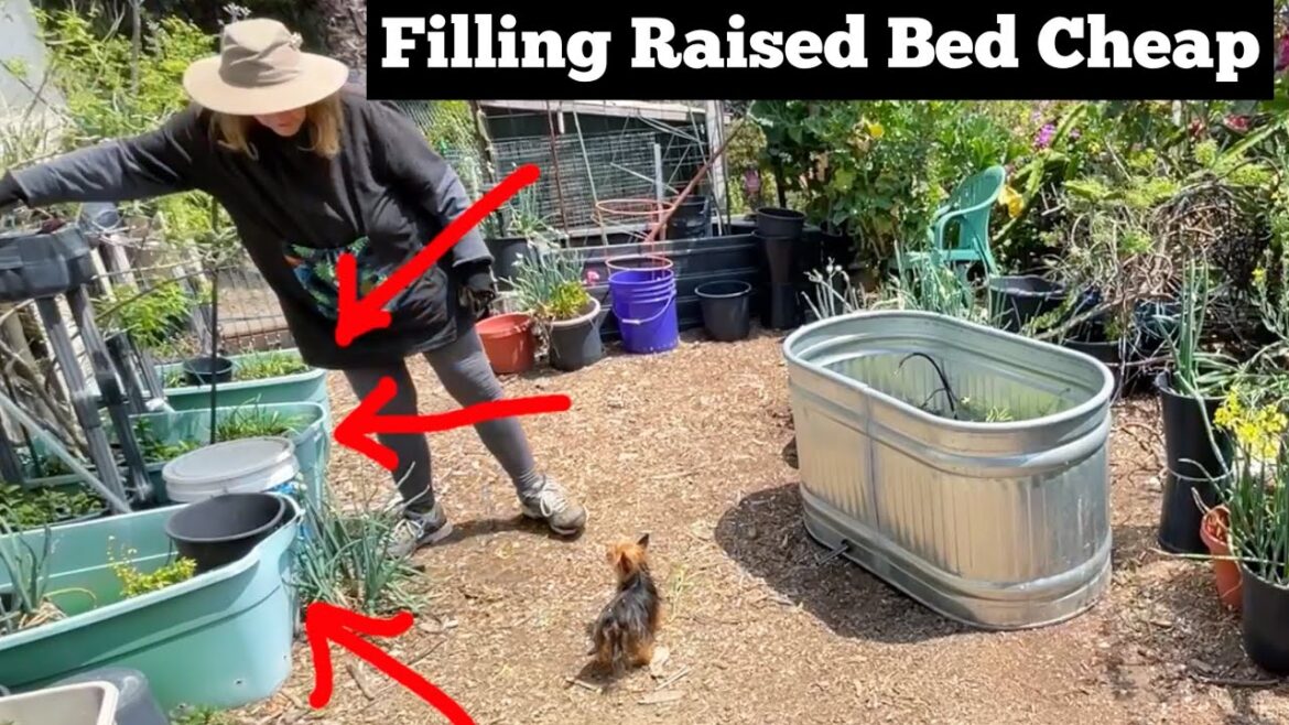 How to Grow in LARGE Raised Garden Bed & Fill for $15 * Container Gardening to Save Money Free Soil How to Grow in LARGE Raised Garden Bed & Fill for $15 * Container Gardening to Save Money Free Soil