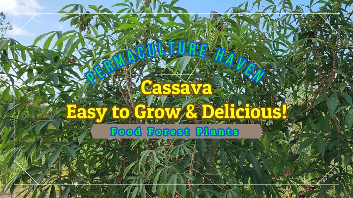 Cassava - Easy to Grow Potatoe Substitute - Harvest and Cooking at Permaculture Haven