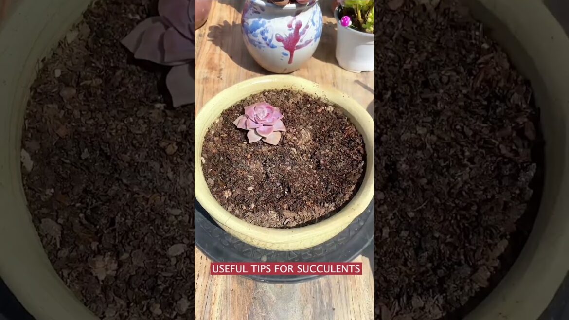 Useful tips for succulents | 多肉植物 | 다육이들 | Suculentas