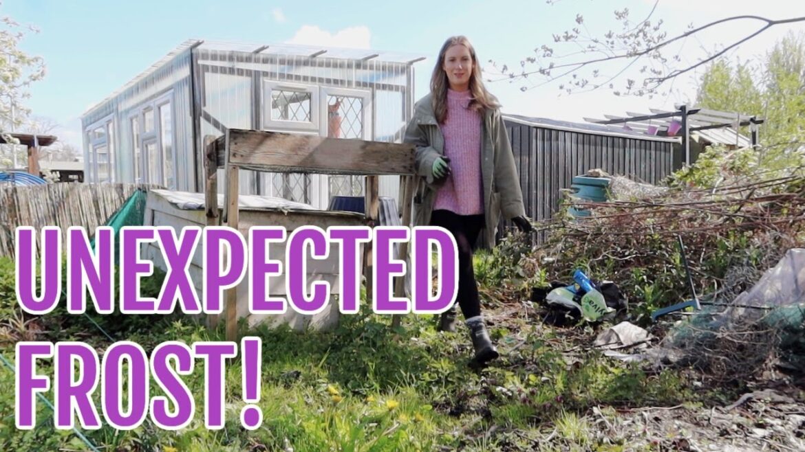 UNEXPECTED FROST IN APRIL / ALLOTMENT GARDENING FOR BEGINNERS UNEXPECTED FROST IN APRIL / ALLOTMENT GARDENING FOR BEGINNERS