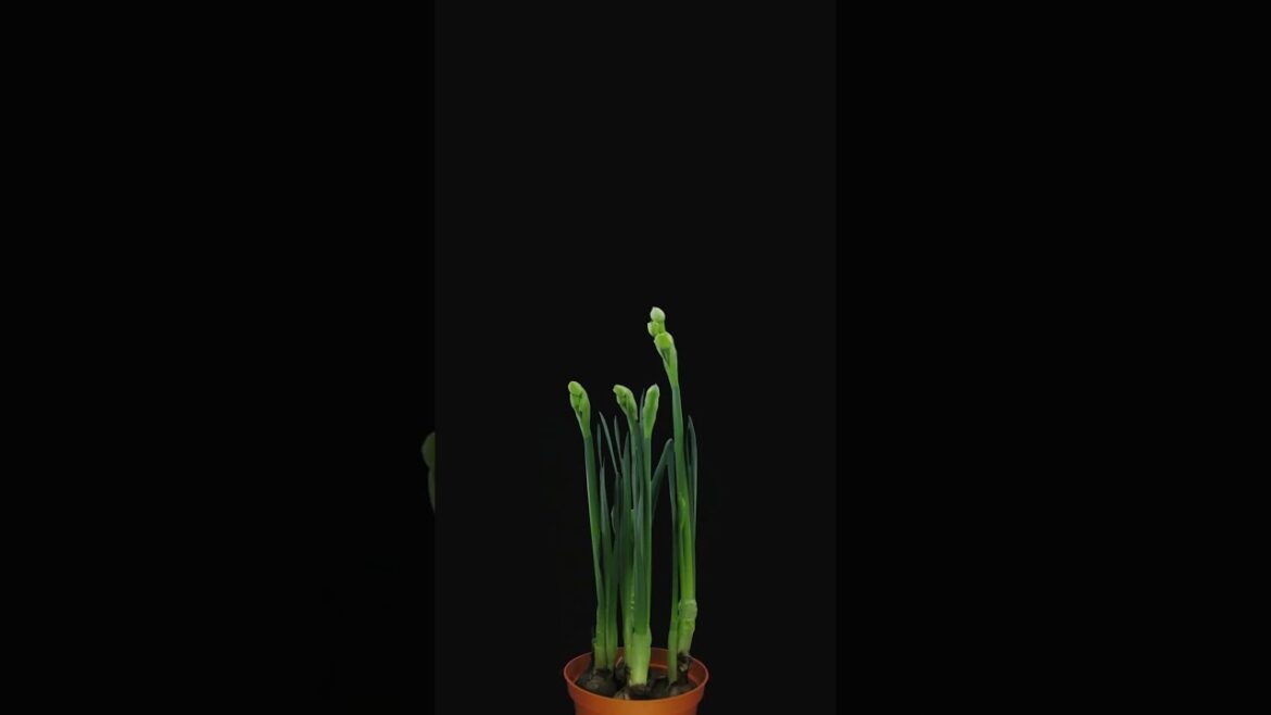 Growing, opening and rotating Narcissus Bridal Crown isolated on black background, Time lapse Growing, opening and rotating Narcissus Bridal Crown isolated on black background, Time lapse
