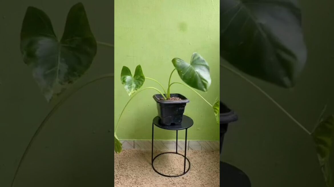 Small garden ideas for home😱🌱//#shortsfeed #shorts #AhmadNursery