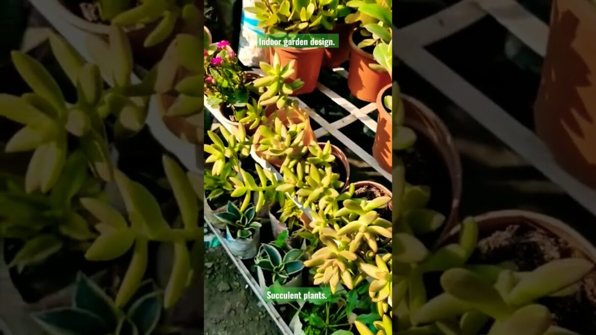 Succulent Plants. Indoor Plants. Indoor Garden Design. #indoor #succulent #shorts #viral #short